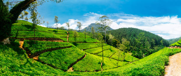 Nuwara Eliya