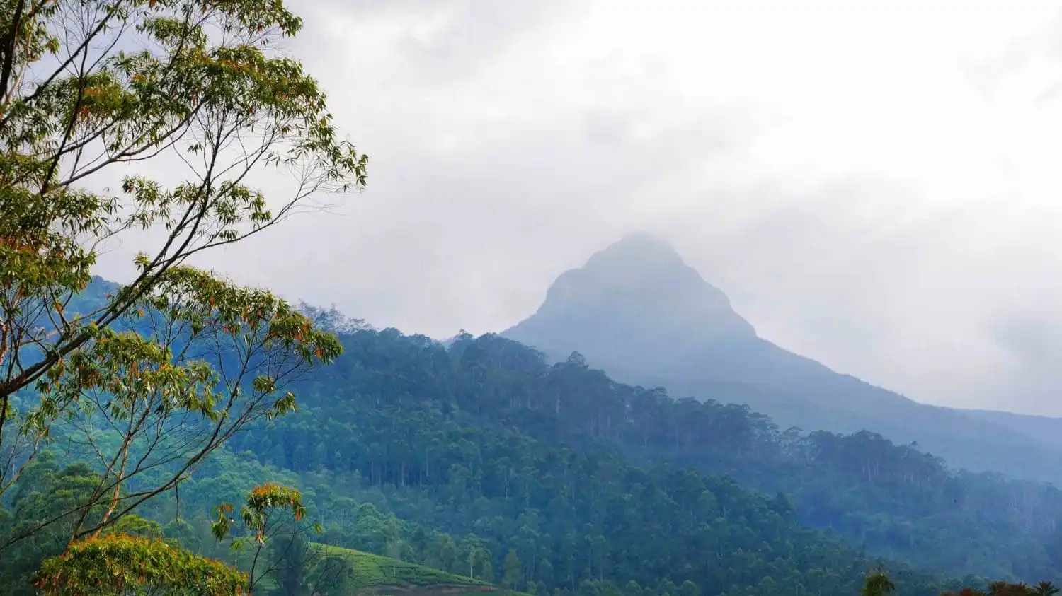 Adam's peak